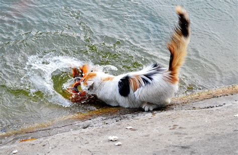 渔猫:一种长有蹼状物的猫(喜欢游泳/擅长捕鱼和水鸟)_探秘志