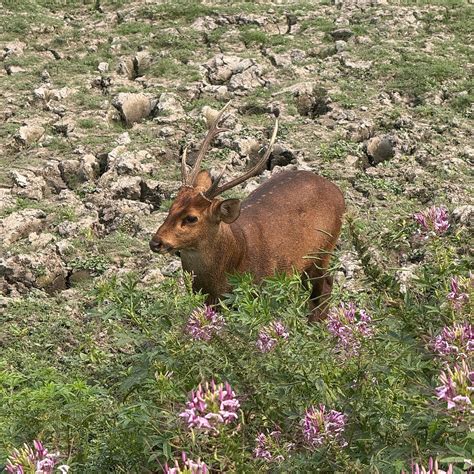 THE POSTCARD IN THE DURRUNG TEA ESTATE (Tezpur, Assam) - Hotel Reviews ...