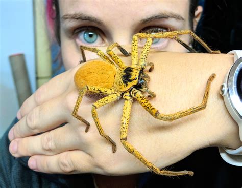 Biggest Spider Australia at Jake Congreve blog
