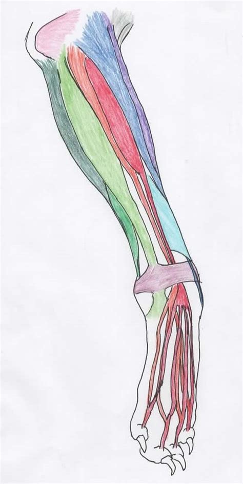 Image result for Contralateral Forearm