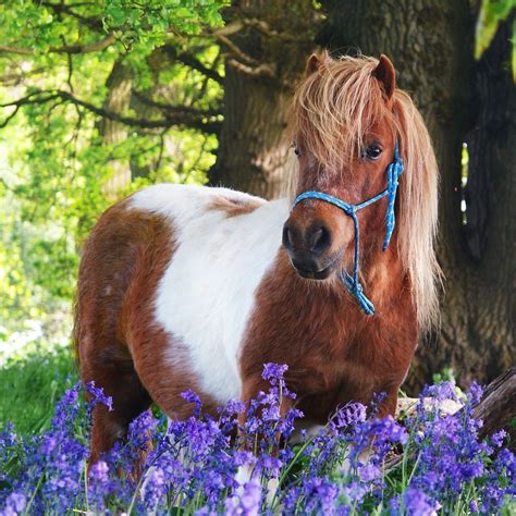 SHETLAND PONY CLUB (2026) All You Need to Know BEFORE You Go (with ...