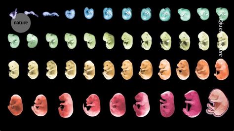 Image result for Mouse Embryo Circulation System Development