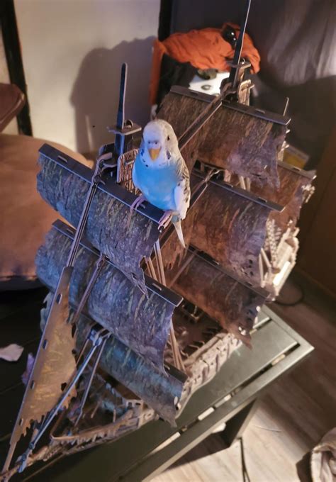 ozzy : r/budgies
