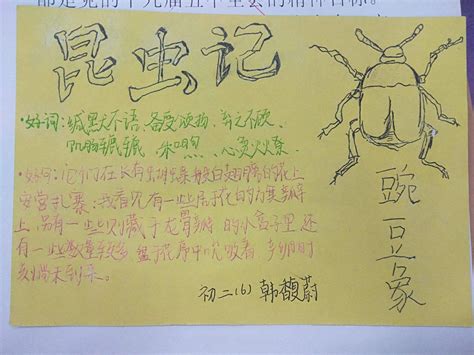 昆虫记昆虫介绍卡-图库-五毛网