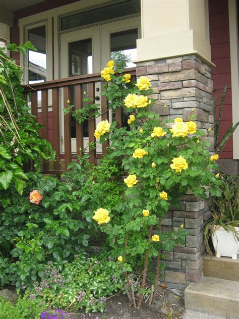 Small Yellow Rose Bush - HunterCumbrae