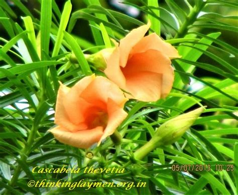 Medicinal Plant Details