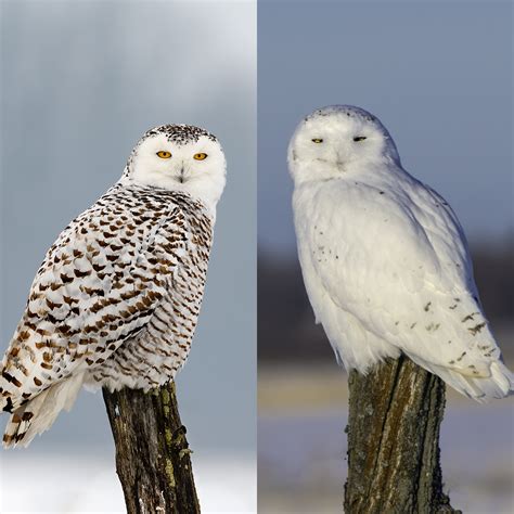 Orange Snowy Owl
