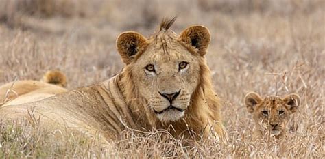 Charismatic Species: The Hidden Costs of Popularity in Scientific Research