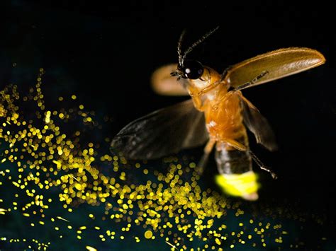 New Glowing Millipede Found; Shows How Bioluminescence Evolved ...
