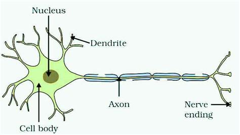 Structure of neuron .? | EduRev Class 10 Question