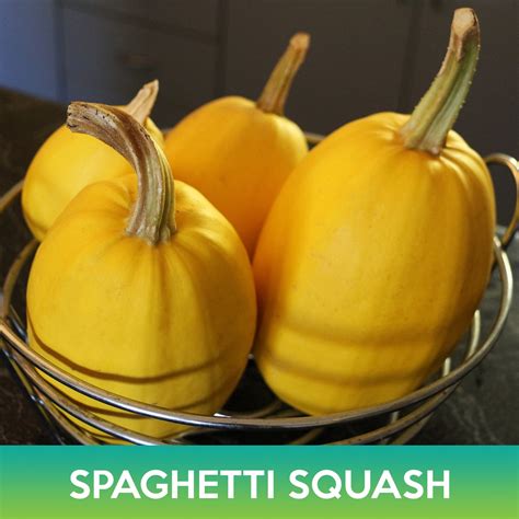 Spaghetti Squash Seeds – Educared