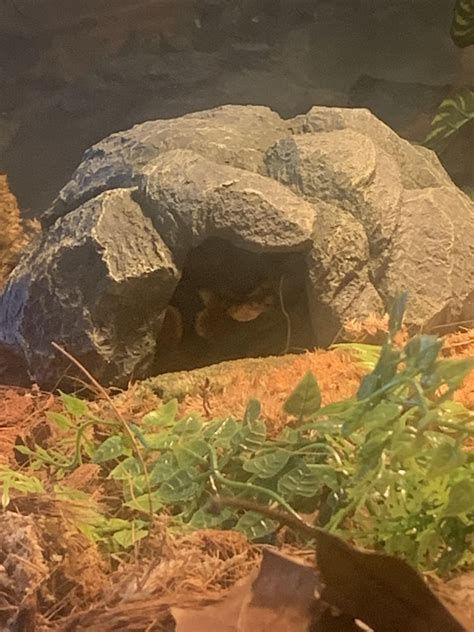 Why does he do this?? : r/ballpython