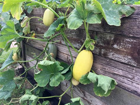 Spaghetti Squash Plant