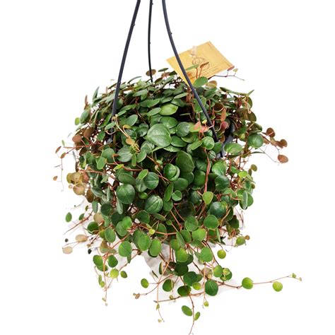 Pepperspot | String Of Coins & Peperomia Pepperspot & Houseplant UK