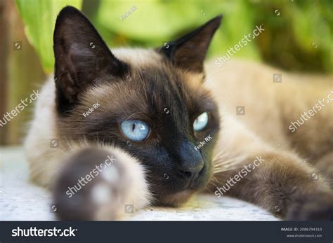 Siamese Cat Light Blue Eyes Closeup Stock Photo 2086794310 | Shutterstock