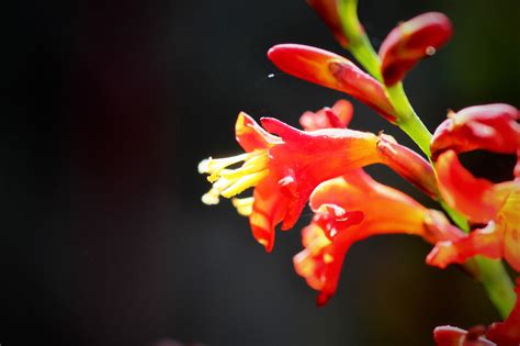 Montbretien - Crocosmia 'Carmine Brilliant' - Enns