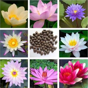 DEYS AGRO ™ night blooming lotus seed,kamal flower mix colour japanese ...