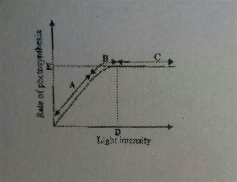 iii. The following graph shows the effect of light intensity on the ...
