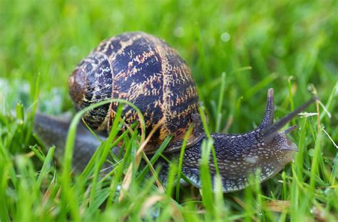Common Garden Snail Facts | Fasci Garden
