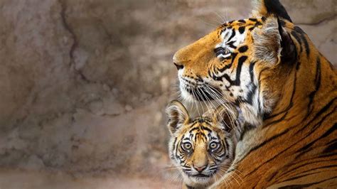 6 documentaries to watch on Earth Day