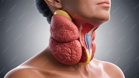 Anatomical Illustration of the Human Neck Focus on the Thyroid Gland | Premium AI-generated image