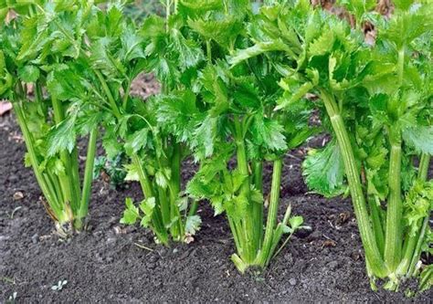 芹菜的种植有哪些施肥技术，附管理方式 - 农敢网
