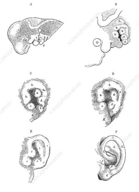 Image result for Ear Embryonic Development
