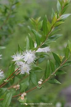 fiori di mirto fiori commestibili quali sono i fiori eduli e come si fiori di mirto fiori commestibili quali sono i fiori eduli e come si