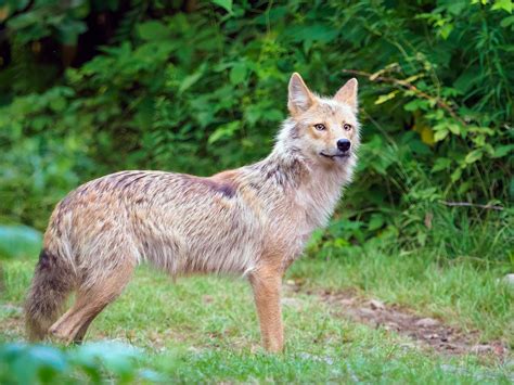 Eastern Coyotes of the White Mountains - Mt Washington Valley Vibe