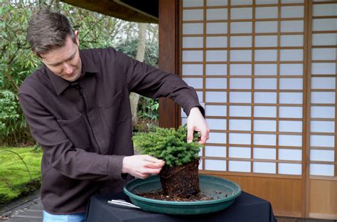 Image result for Bonsai Making Tutorial