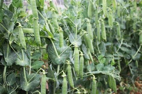 豌豆种植技术，及时追施氮肥可促进植株生长 - 农敢网