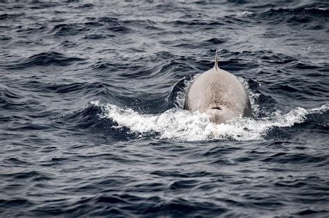 Goose Beaked Whale