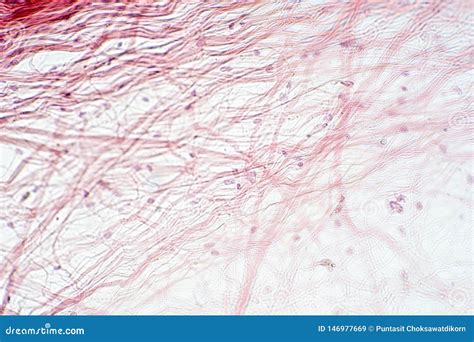 Areolar Connective Tissue Under the Microscope View Stock Illustration ...