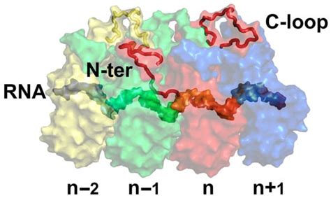Assembly of the Linear Viral Nucleocapsid