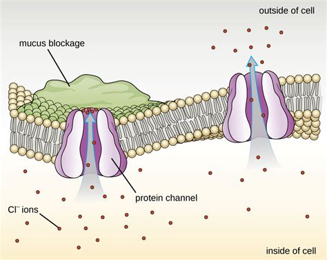 Protein Cellular Function 的图像结果