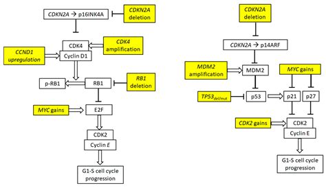 Advances in Molecular Biology and Targeted Therapy of Mantle Cell Lymphoma