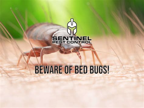 Beware of Bed Bugs in Kitchener-Waterloo Commercial Places! - Sentinel ...
