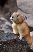 Image result for Baby American Rabbit
