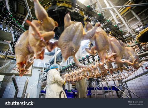 Small Commercial Chicken Processing 的图像结果