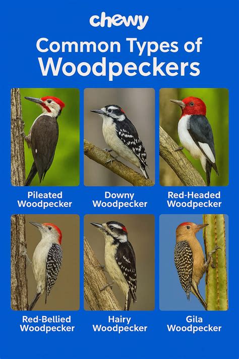 Everything To Know About Woodpeckers | Chewy