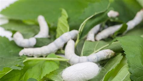 Lets grow silkworm! – resetagri