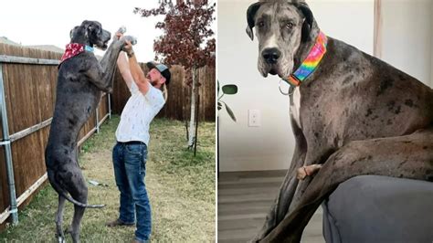 World's tallest dog Zeus the Great Dane who was 7ft & taller than most ...