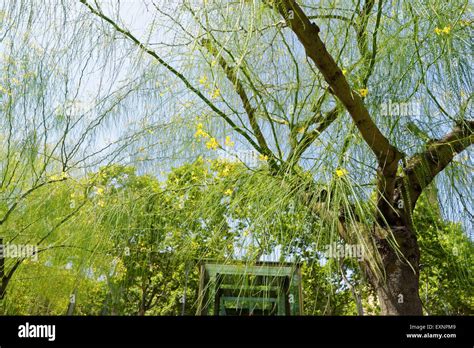 Image result for Pruning a Laburnum Tree