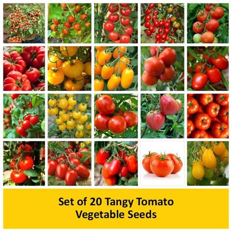 Buy Tomato Seeds online from Nurserylive at lowest price.