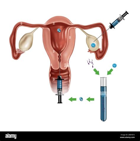 Image result for Reproduction for Human