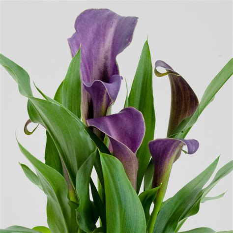 Calla Lily Cut Flower Care at Bernice Parker blog