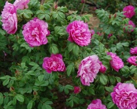 25朵玫瑰花语 生长习性及主要分布地区-长景园林网