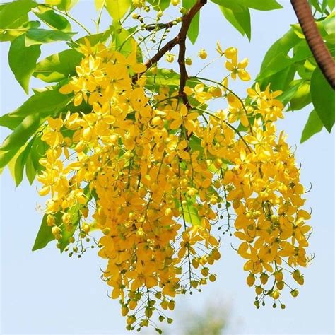 SHOP 360 GARDEN Flower of Kerala / Bahava / Cassia fistula / Golden ...