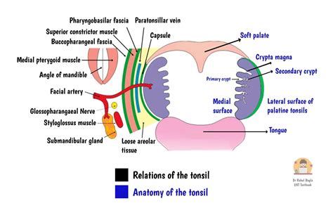 Palatine Tonsils - Understanding the Anatomy and Role of Palatine Tonsils