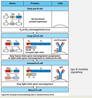 Image result for Lymphocyte Precursor